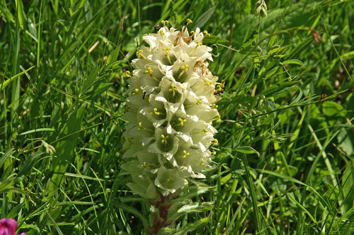 Geel Klokje, Yellow Bellflower, Campanula thyrsoides, Munt, Graubünden, Zwitserland
