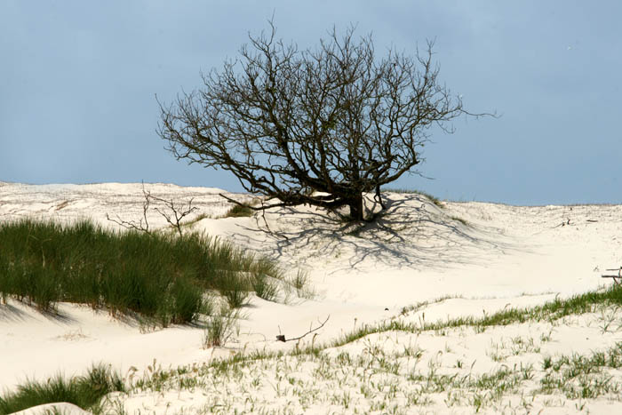 duinen, zand, Noordhollands Duinreservaat