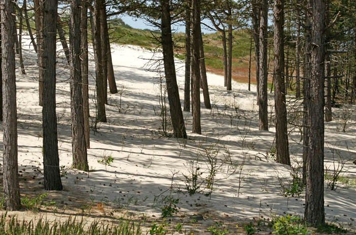 duinen, zand, verstuiving, Noordhollands Duinreservaat