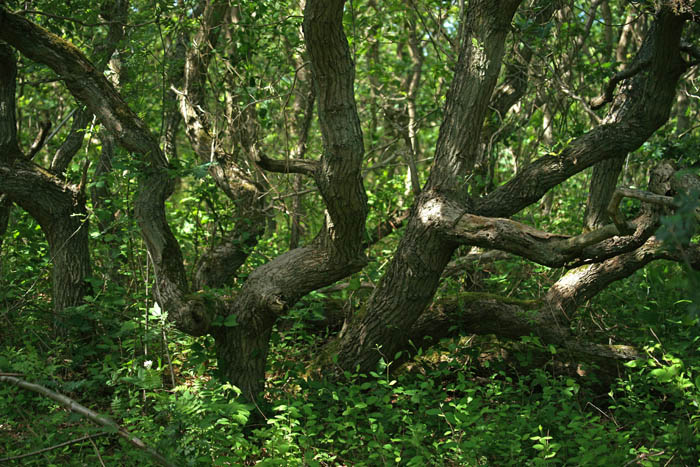 Verbrande Pan, Noordhollands Duinreservaat, duinen, eiken