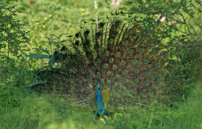 Blauwe Pauw, Indian Peafowl, Pavo cristatus, Uda Walawe, Nationaal Park, Sri Lanka