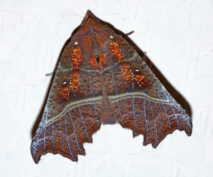 vlinders, nachtvlinders, uilen, Roesje, Scoliopterix libatrix, Texel