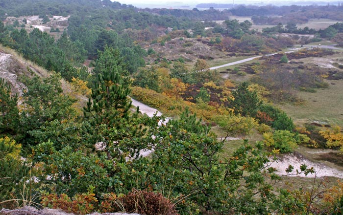 Groet, duinen, duin-bosrand, herfst