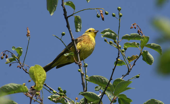 zangvogels, gorzen, Sneeuwgors, Yellowhammer, Emberiza citrinella, Sent, Inntal, Graubünden, witserland