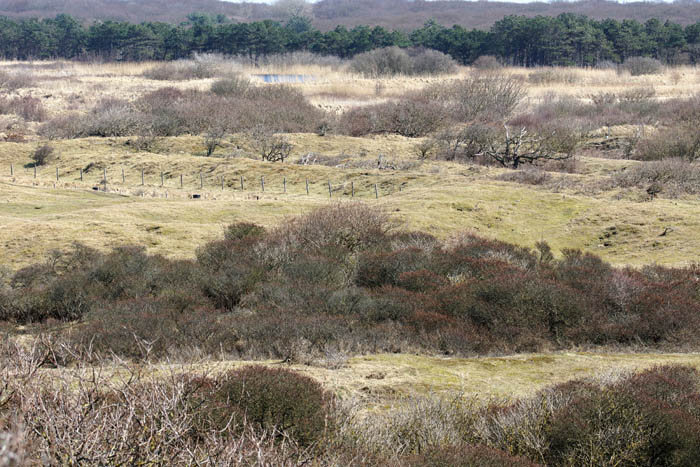 Solleveld, duinen, Nationaal Park Hollandse Duinen, Monster