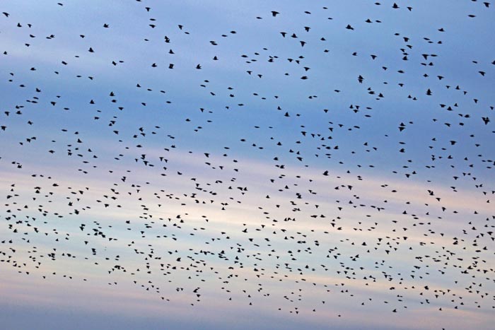 Spreeuw, Starling, Sturnus vulgaris, Horsmeertjes, Texel, waddengebied