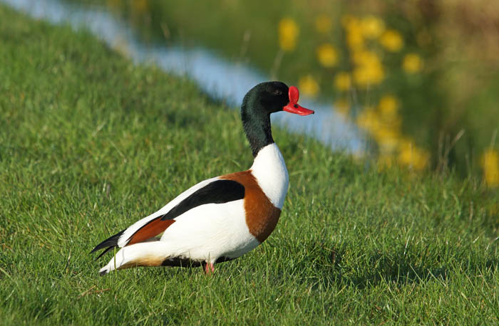 eenden, Bergeend, Shelduck, Tadorna tadorna, Texel, waddengebied, vogels