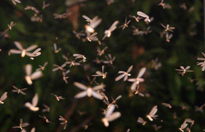 Termieten, Termites, bruidsvlucht, Sinharaja Forest Reserve, Tropische oerwoud, Sri Lanka