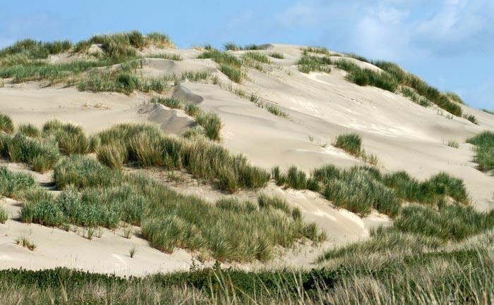 Terschelling, zeereep, helm, Boschplaat