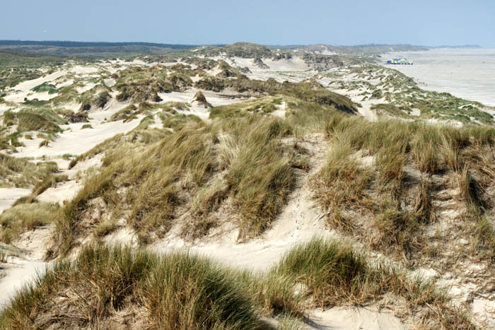 Terschelling, duinen, zeereep, helm,