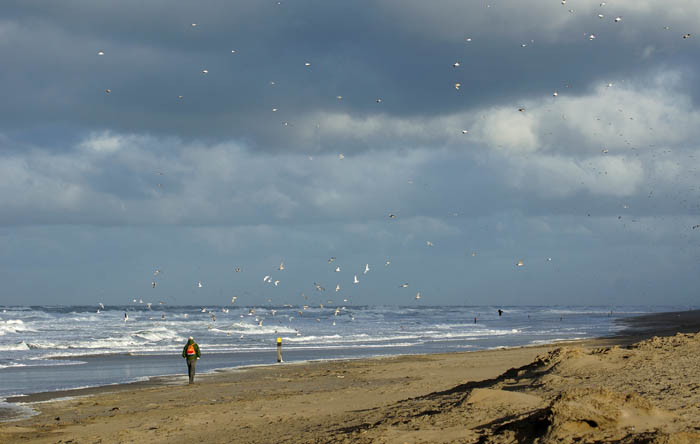 strand, Noordzee, Texel, wolken, stormachtig, meeuwen, waddengebied