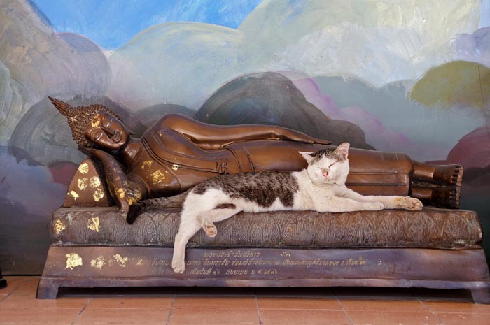 Boeddha beeld, Buddha, kat, Chom Tong, Thailand