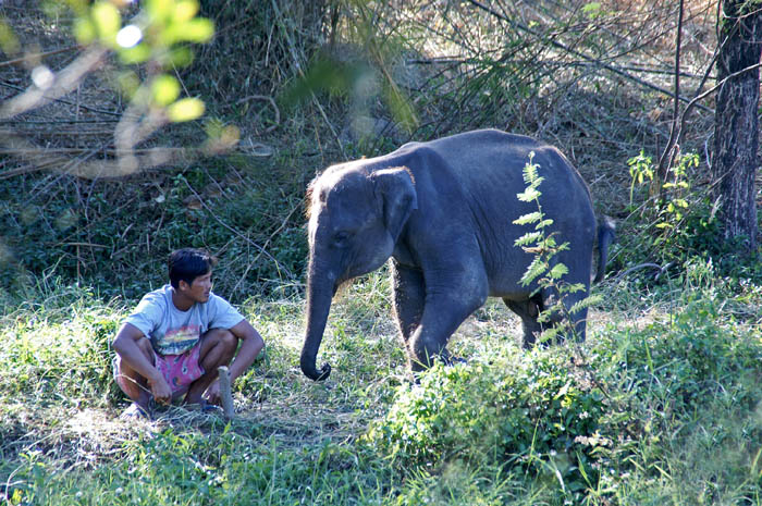 Aziatische Olifant, Asian Elefant, Loxodonta maximus, Chiang Mai, Thailand