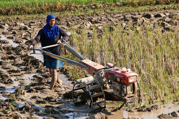 boer, agrarisch, rijstveld, Mae Tang, Thailand