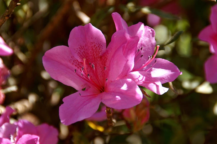 planten, Rododendron, bergen, Thailand, Doi Ang khang
