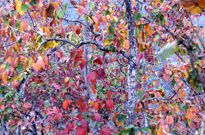 loofbos, bomen, helling, Doi Inthanon, Thailand