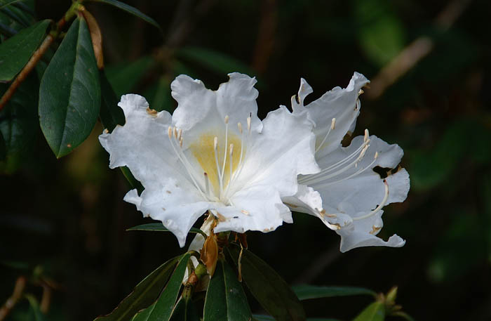 bloemplanten, rododendron, Doi Ang Khang, Thailand