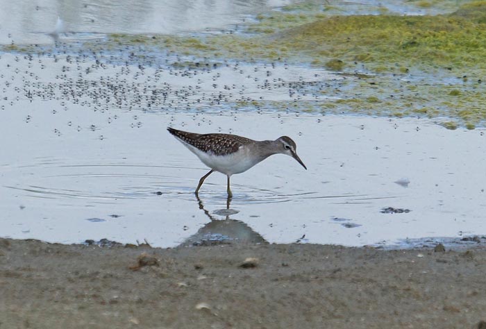 steltlopers, Bosruiter, Wood Sandpiper, Tringa glareola, Dorpszicht, Texel, waddengebied