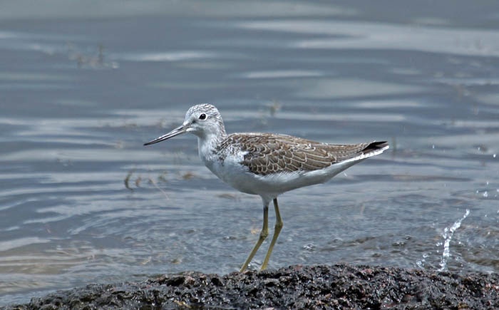 vogels, steltlopers, ruiters, Groenpootruiter, Greenshank, Tringa glareola, Texel, waddengebied