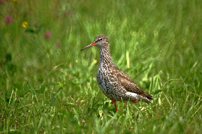 vogels, steltlopers, Tureluur, Common Redshank, Tringa totanus, Wagejot, Texel, waddengebied