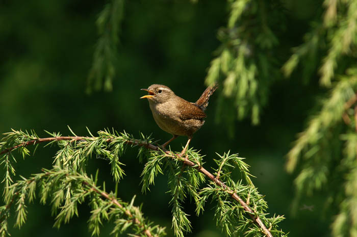zangvogels, Winterkoning, Wren, Troglodytes troglodytes, Jeneverbes, Texel