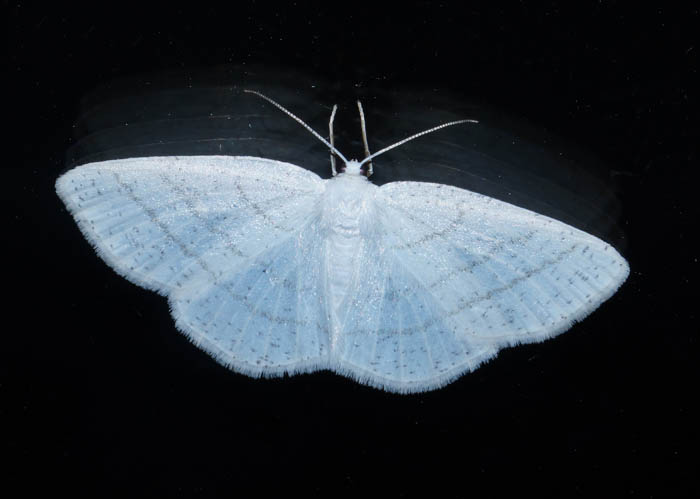 vlinders, nachtvlinders, spanners, Witte Grijsbandspanner, Cabrera pusaria