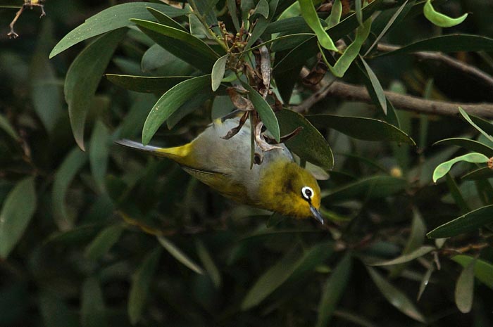 Hooglandbrilvogel, Montane White-eye, Zosterops poliogastrus, zangvogels, brilvogels, Addis Abeba, Ethiopië