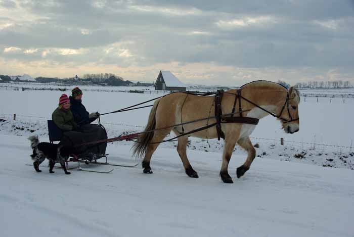 arreslee winter Texel paard sneeuw