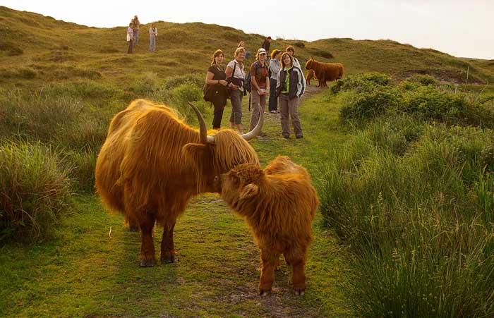 begrazing Schotse Hooglander op oad wandelaars duinen Bollekamer Texel