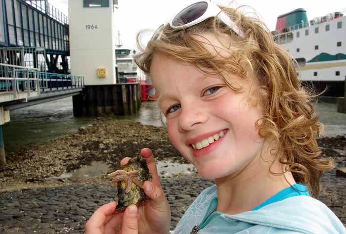 zeester haven Texel dijk