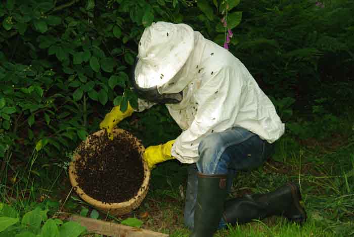 bijen honingbijen zwerm bijenkorf imker bijenhouder