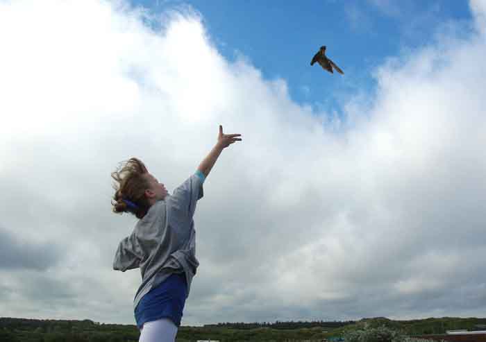 gierzwaluw kind Texel vogelopvang Ecomare
