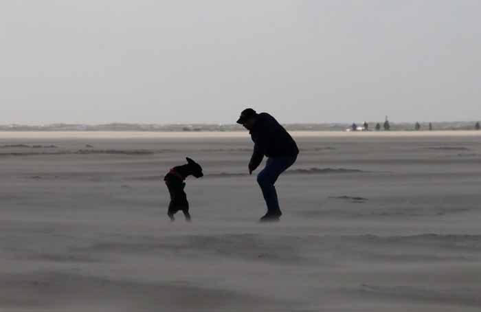 hond strand dans Texel