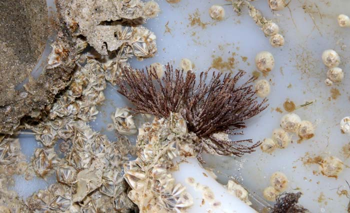 Paars vogelkopmosdiertje, Bugula neritina