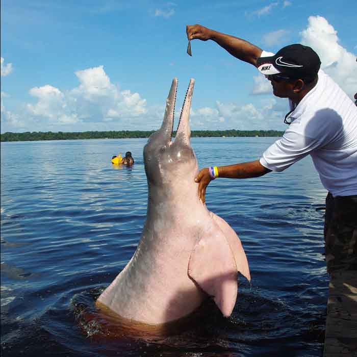Roze rivierdolfijn Amazone Braziliëvoeren Orinocodolfijn Inia geogffrensis