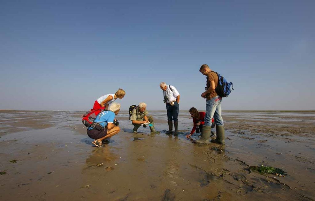Texel wad Schorren excursie Natuurmonumenten