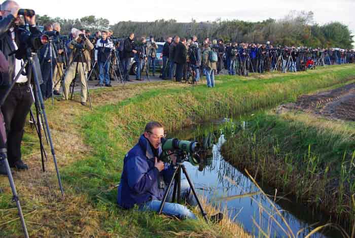 vogelaars vogels spotten kaspische plevier Texel