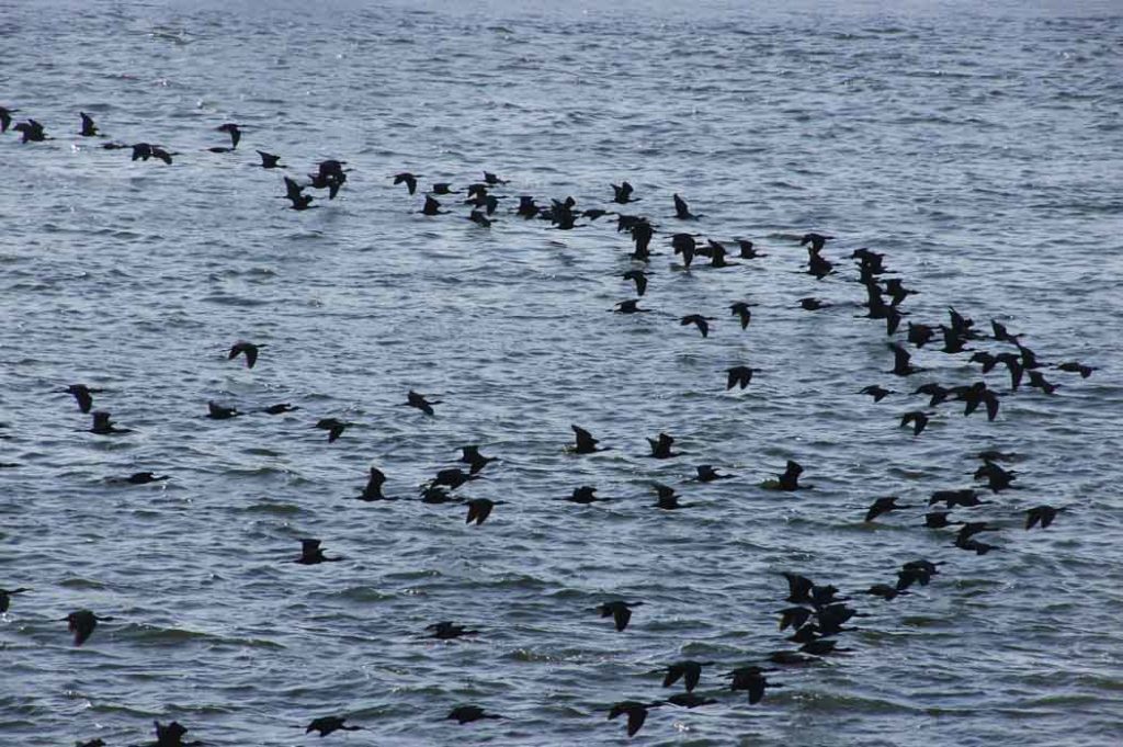 vogels, zwarte ibis, Plegadis falcinellus, Nijl, Egypte