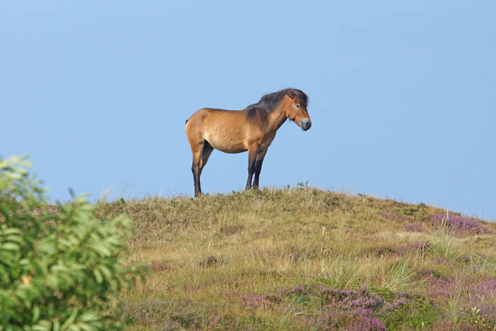 duinen, begrazer, vee, Exmoor pony, Texel