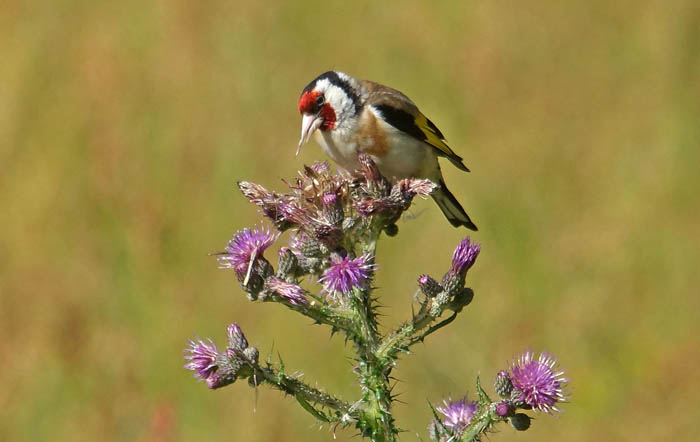 zangvogels, zaadeters, Putter, Goldfinch, Carduelis carduelis, Akkerdistel, foerageren,