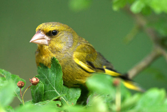 zangvogels, zaadeters, Groenling, Greenfinch, Carduelis chloris, mannetje zomerkleed