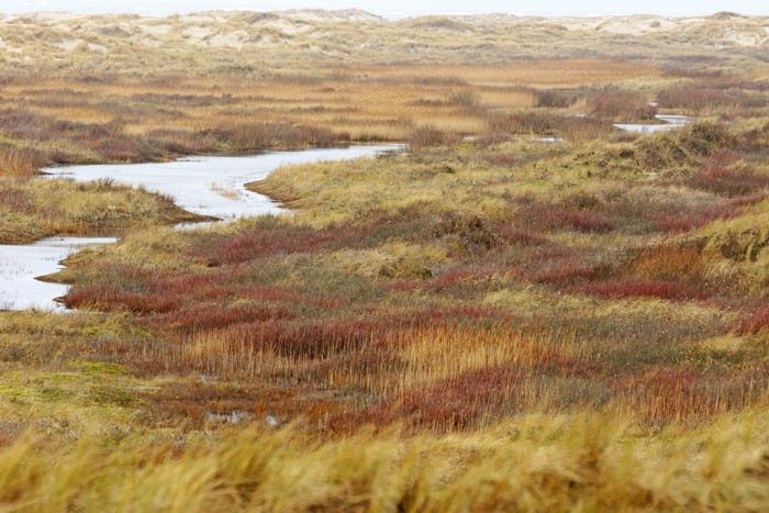 primaire duinvallei, winterkleuren, de Hors, Texel, waddengebied