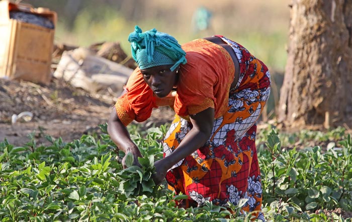 mensen, groententeelt, tuinieren, tuinierster, Tanji, Gambia