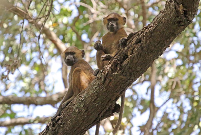 apen, bavianen, Gele Baviaan, Yellow Baboon, Papio cyanocephalos, Pirang Forest, Gambia