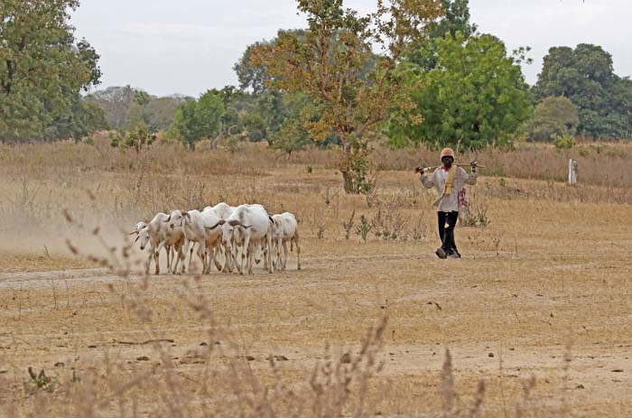 Herder, Wassu, Gambia