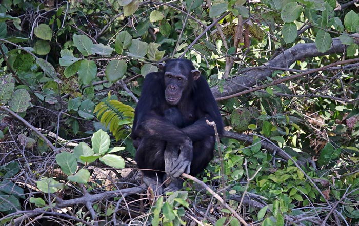 zoogdieren, mensapen, Chimpansee, Chimpanzee, Pan troglodytes, Baboon Islands, Gambia