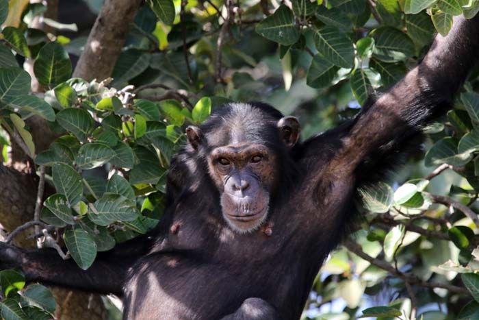 mensapen, Chimpansee, Chimpanzee, Pan troglodytes, Baboon Islands, Gambia