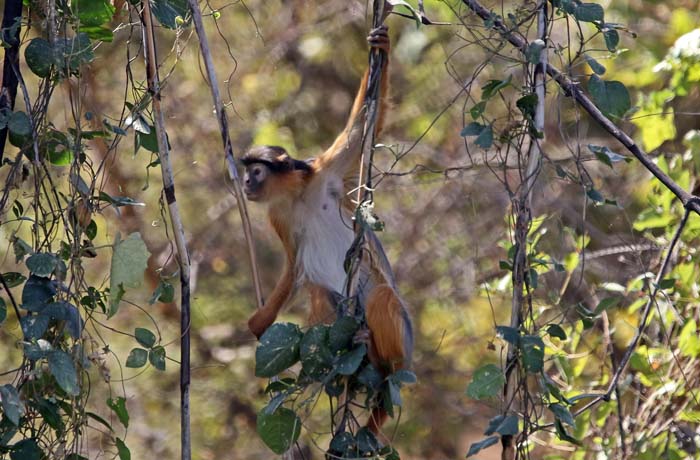 apen, Westafrikaanse Colobus, Western red Colobus, Piliocolobus badius, Gambia-rivier, Kuntaur, Gambia