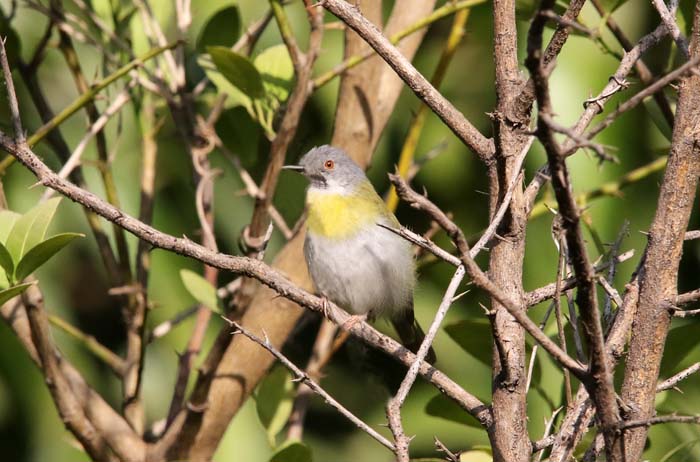 zangvogels, Geelborstapalis, Yellow-breasted Apalis, Brufut-forest, Gambia