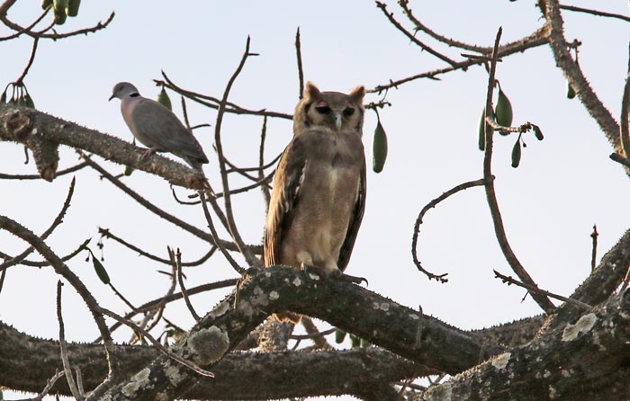 uilen, Verreaux Oehoe, Vereaux's Eagle-Owl, MacCarthy's Island, Gambia